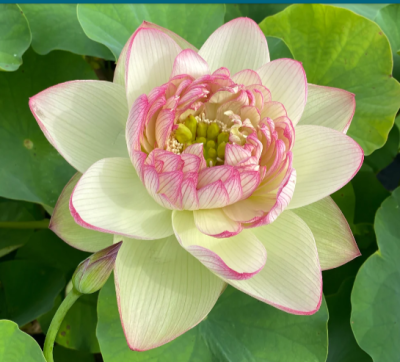 5 เมล็ด บัวนอก บัวนำเข้า บัวสายพันธุ์ XIN JIN XIA LOTUS สีขาว สวยงาม ปลูกในสภาพอากาศประเทศไทยได้ ขยายพันธุ์ง่าย เมล็ดสด