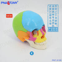 Spot parcel post Natural Large Color Assembled Human Skull Model Simulation Teaching 22 Parts Skull Dental Specimen