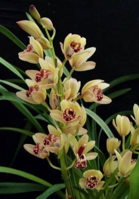 18 เมล็ดพันธุ์ เมล็ดกล้วยไม้ กล้วยไม้ ซิมบิเดียม (Cymbidium Orchids) Orchid flower seeds อัตราการงอกสูง 70-80%