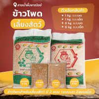 ข้าวโพดเลี้ยงสัตว์ บรรจุ 1กก. ,6กก. ข้าวโพดบด ข้าโพดเม็ด ข้าวโพดเลี้ยงไก่ ข้าวโพดสัตว์เลี้ยง สินค้าคุณภาพ พร้อมส่ง ราคาไม่แพง - Honey SNP Shop