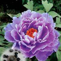 20 เมล็ด เมล็ดโบตั๋น ดอกโบตั๋น ดอกพีโอนี (Peony) สีม่วง Purple Peony ดอกไม้นี้​เป็นสัญลักษณ์ของความมั่งคั่งร่ำรวย ความซื่อสัตย์ อัตรางอกสูง 70-80%