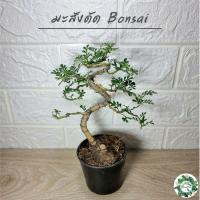 HOT** มะสังดัด ต้นมะสังดัดบอนไซ bonsai กระถางขนาด 3 นิ้ว ส่งด่วน พรรณ ไม้ น้ำ พรรณ ไม้ ทุก ชนิด พรรณ ไม้ น้ำ สวยงาม พรรณ ไม้ มงคล