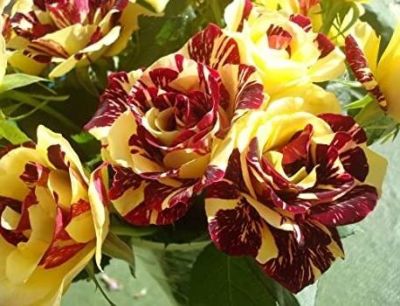 30 เมล็ด เมล็ดพันธุ์ Garden กุหลาบ สตาร์แอนด์สไตร้พส์ Stripes Rose seed สี แดง-เหลือง ดอกใหญ่ นำเข้าจากต่างประเทศ พร้อมคู่มือ