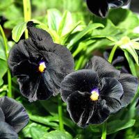 เมล็ดพันธุ์นำเข้าจาก อังกฤษ เมล็ดพันธุ์ Garden Seed ดอกแพนซี่ Viola wittrockiana pansy black 30 เมล็ด