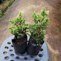 สนเลื้อยจูนิเปอร์(บอนไซ) ถุง 2 นิ้ว พร้อมลงกระถางทำบอนไซ Bonsai juniper