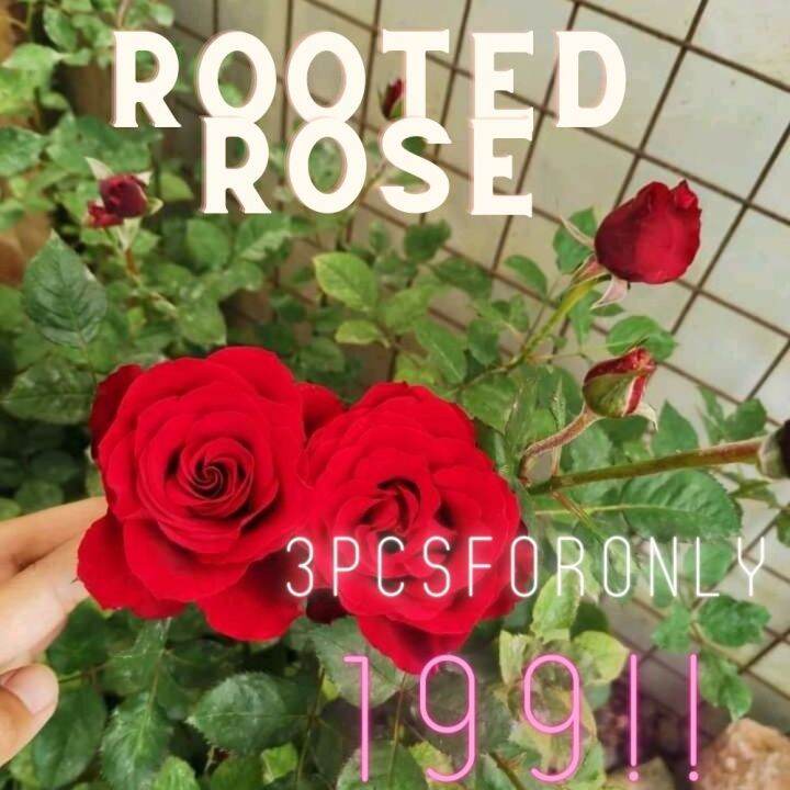 Plants Universe PH Rooted Roses Hybrid Rose live plants(not) Rose seed