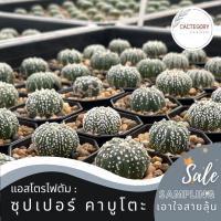 ( Pro+++ )++ แอสโตรไฟตัม : แอสโตร ซุปเปอร์ คาบูโตะ Astrophytum Super Kabuto cactus เพชร ส่ง ถูก ราคาดี ต้นไม้ ฟอก อากาศ กระถาง ต้นไม้ ไม้ ประดับ ต้นไม้ ปลูก ใน บ้าน