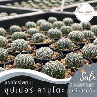 PROMOTION แอสโตรไฟตัม : แอสโตร ซุปเปอร์ คาบูโตะ Astrophytum Super Kabuto cactus เพชร ส่ง ถูก HOT ต้นไม้ ฟอก อากาศ กระถาง ต้นไม้ ไม้ ประดับ ต้นไม้ ปลูก ใน บ้าน