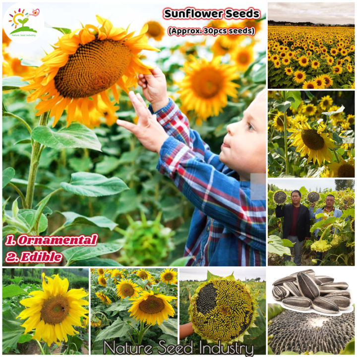 How To Grow Sunflower Seeds In The Philippines Best Flower Site