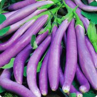 เมล็ดพันธุ์ มะเขือยาว ผิงตง (Ping Tung Long Eggplant Seed) บรรจุ 50 เมล็ด คุณภาพดี ราคาถูก ของแท้ 100%