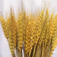 50pcsDecorations Wheat Spike Dried Flowers Natural Wedding Rabbit Tail Flowers Craft Craft Book Bouquet Eid Mubarak Decoration 2