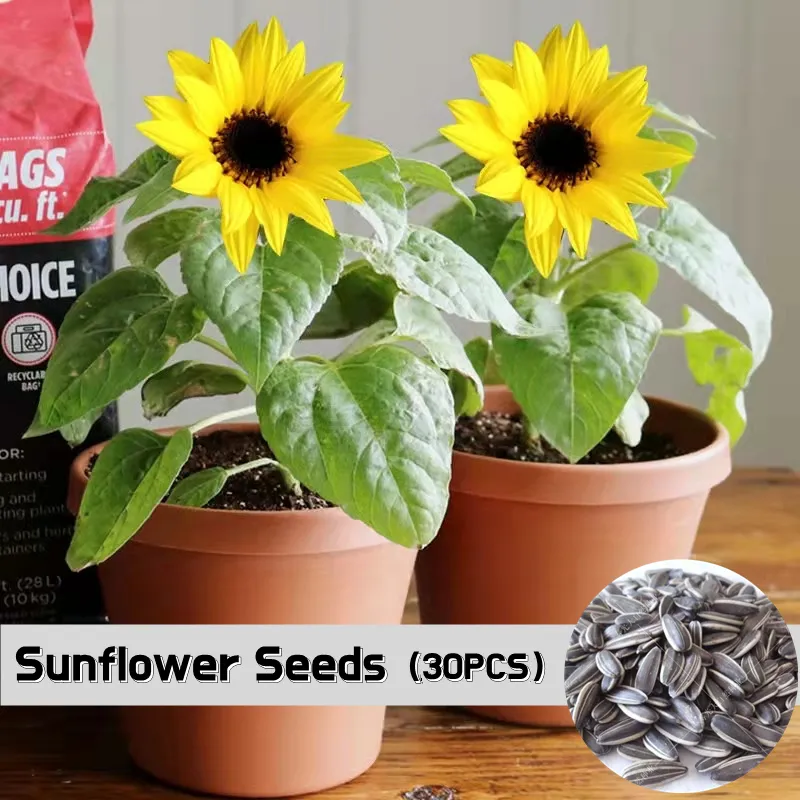 When To Plant Sunflower In The Philippines Best Flower Site