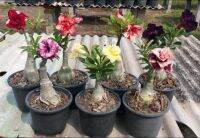 12 เมล็ด เมล็ดพันธุ์ ชวนชม สายพันธุ์ฮอลแลนด์ คละสี Adenium Seeds กุหลาบทะเลทราย Desert Rose ราชินีบอนไซ อัตรางอก 80-90% มีคู่มือปลูก