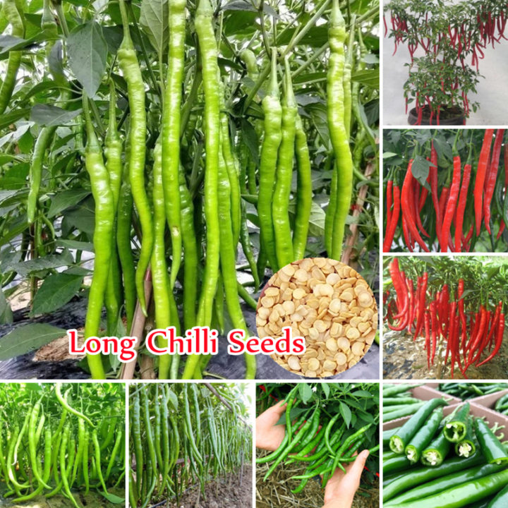 [Fast Delivery] 100 Authentic Long Chilli Seeds (50 Seeds ) Benih