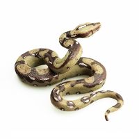 New23 Simulation Python Snake Animal Figure Solid Wildlife Biological Model Children Toy Collection