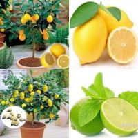 ปลูกง่าย ปลูกได้ทั่วไทย 20pcs/Bag Lemon Tree Seeds Potted Planting Seasons Fruit Seeds Yellow Lemon Seed Flower Seeds Vegetable Live Plants Air Plant Seed Benih Tree Pokok Bunga