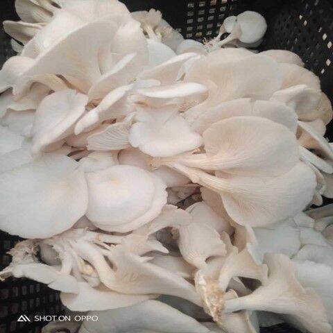 medicinal food/oyster mushroom | Lazada PH