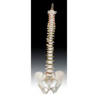 Adult spinal model natural big spine model medical YR/A1009