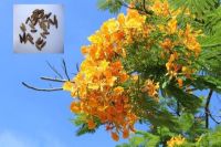 เมล็ดพันธุ์ หางนกยูงฝรั่ง 30 เมล็ด สีเหลือง Flame Tree, Flamboyant, Royal Poinciana