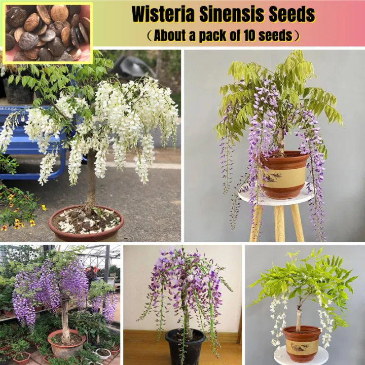 [Hot Sale Seedings] Philippine Wisteria Seeds for Sale (10pcs Seeds for