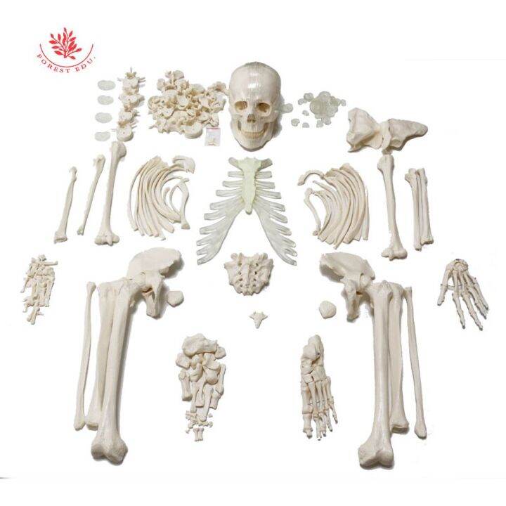 FORESTEDU Human Skeleton Adults Disarticulated Scattered Bones ...