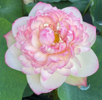 5 เมล็ด บัวนอก บัวนำเข้า บัวสายพันธุ์ Bling LOTUS สีชมพู สวยงาม ปลูกในสภาพอากาศประเทศไทยได้ ขยายพันธุ์ง่าย เมล็ดสด