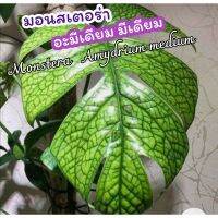 มอนสเตล่า​  Monstera Amydrium medium  ต้นไม้ฟอกอากาศ​ แต่งบ้าน​ แต่งสวน​ ไม้มงคล​ ไม้เลื้อย​ ไม้ใบ​ ไม้ด่าง​ สวน​ ปุ๋ย​