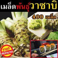 ?ส่งทุกวัน? เมล็ดวาซาบิ 400 เมล็ด เมล็ดพันธุ์ผัก เมล็ดพันธุ์ไม้ เมล็ดพันธุ์วาซาบิ VASABI พรรณไม้เมล็ดพันธุ์คุณภาพดี