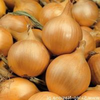 100 เมล็ด เมล็ดหอม่ สายพันธุ์ หอมใหญ่ Majka  อัตราการงอก 70-80% Onion seeds