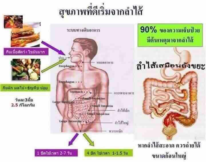 ไฟโต-ไฟเบอร์-คลีนซ์-phyto-fiber-clenz-ของแท้กล่องภาษาไทยสีเขียว-ผลิตภัณฑ์-ดีท็อกซ์-detox-ล้างลำไส้ด้วยใยอาหาร-ผลิตจากธรรมชาติ-100