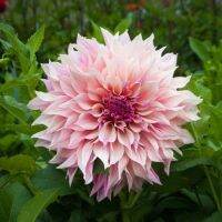 20 เมล็ดพันธุ์ รักเร่ Dahlia Seeds สายพันธุ์ CAFÉ AU LAIT สีชมพู รักเร่ รักแรกพบ ดอกไม้แห่งมิตรภาพ ความรักเริ่มต้น เพาะเลี้ยงง่าย ตั้งโต๊ะทำงาน