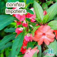 ? ดอกเทียน Impatiens? 50  เมล็ด ดอกไม้ ? สามารถปลูกได้ตลอดทั้งปี ดอกไม้