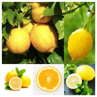 พร้อมส่ง 20 แคปซูล/Bag Lemon Tree Seeds Potted Planting Seasons Fruit Seeds Yellow Lemon Seed Flower Seeds Vegetable Live Plants Air Plant Seed Benih Tree Pokok Bungaปลูกง่าย ปลูกได้ทั่วไทย เมล็ดผลไม้