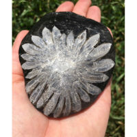 1 Pc Raw Chrysanthemum Stone - Chrysanthemum rock - Chrysanthemum - Healing Crystals and Stones - grounding -