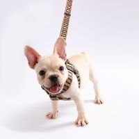 Dog Collar FF Luxury Designer Brown Puppy Harness Chest Small Dog Leashes Set Articles For Pets Accessories Leashes