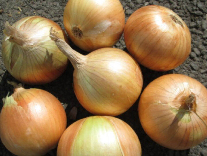 White Onion Seeds / Yellow Onion Seedsbuy 1 take 1， 50 seeds (not