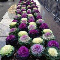 50 เมล็ดพันธุ์ ผัก  กะหล่ำประดับ (Ornamental Cabbage) Cabbage flower Seeds มีคู่มือพร้อมปลูก อัตรางอก 80-85%