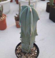 กระบองเพชร Myrtillocactus ตอบลู