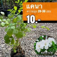 แคนา ต้นละ 10 บาท (ชุด 30 ต้น) 20-30ซม.