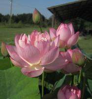 5 เมล็ดพันธุ์ บัว สายพันธุ์ LITTLE PINK BEAUTY LOTUS สีชมพู เพาะปลูกและเก็บเมล็ดในไทย ขยายพันธุ์ในไทยได้ สายพันธุ์นิยมปลูกในอเมริกา