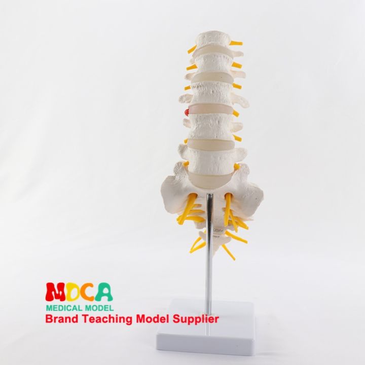 human-bone-neural-spinal-orthopedic-spine-model-waist-column-joint-bone-anatomy-of-the-sacrum-medical-teaching-appliance