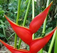 KcG. -Red Water Heliconia (Heliconia bihai) red (macaw flower) ดอกไม้แห่งนกสวรรค์ เฮลิโคเนีย หน่อพันธุ์ก้ามปูแดง เฮลิโคเนีย 1หน่อ 1Offshoot