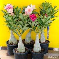 10 เมล็ด เมล็ดพันธุ์ ชวนชม สายพันธุ์ฮอลแลนด์ คละสี Adenium Seed กุหลาบทะเลทราย Desert Rose ราชินีบอนไซ อัตราการงอก 80-90% มีคู่มือปลูก