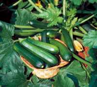 Zucchini Black Beauty Squash (20seeds)ฟักทองสครอส ซูชินี่(20เมล็ด)