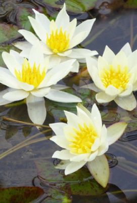 100 เมล็ด เมล็ดบัว สีเหลือง นำเข้า บัวนอก สายพันธุ์ของแท้ 100% เมล็ดบัว ดอกบัว ปลูกบัว เม็ดบัว ปลูกในโหลแก้วได้ อัตรางอก 85-90%Lotus Waterlily Nymphaea Seed