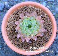 H.cooperi varpiliferra-wikipeddia A001(เฟอร่า)