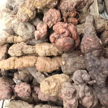 Những người nên sử dụng củ Hà thủ ô đỏ Những người nên sử dụng củ Hà thủ ô đỏ