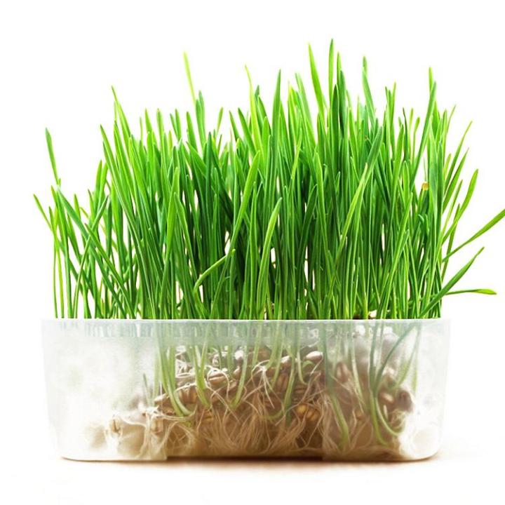 pro-โปรแน่น-เมล็ดหญ้าแมว-cat-grass-seeds-plants-50-เมล็ดพันธุ์คุณภาพ-แต่งบ้านและสวน-ต้นไม้มงคล-ต้นไม้ฟอกอากาศ-บอนไซ-พันธุ์ไม้ดอก-ราคาสุดคุ้ม-พรรณ-ไม้-น้ำ-พรรณ-ไม้-ทุก-ชนิด-พรรณ-ไม้-น้ำ-สวยงาม-พรรณ-ไม้