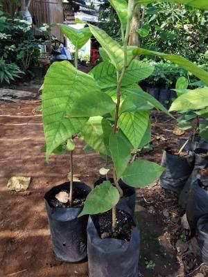 ต้นกล้ายางนา(rubber seedlings)ขนาด25-30ซม.(1ชุด3ต้น)