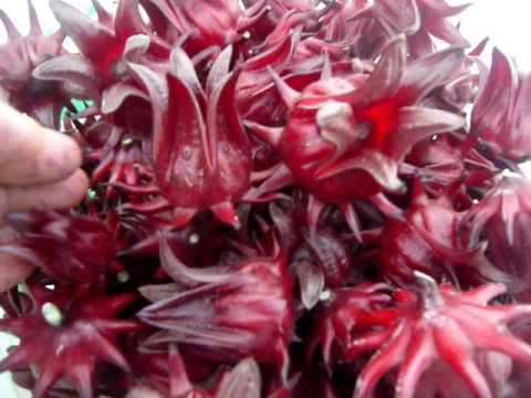 เมล็ดกระเจี๊ยบแดง-พันธุ์ดอกใหญ่-บรรจุซองละ120เมล็ด